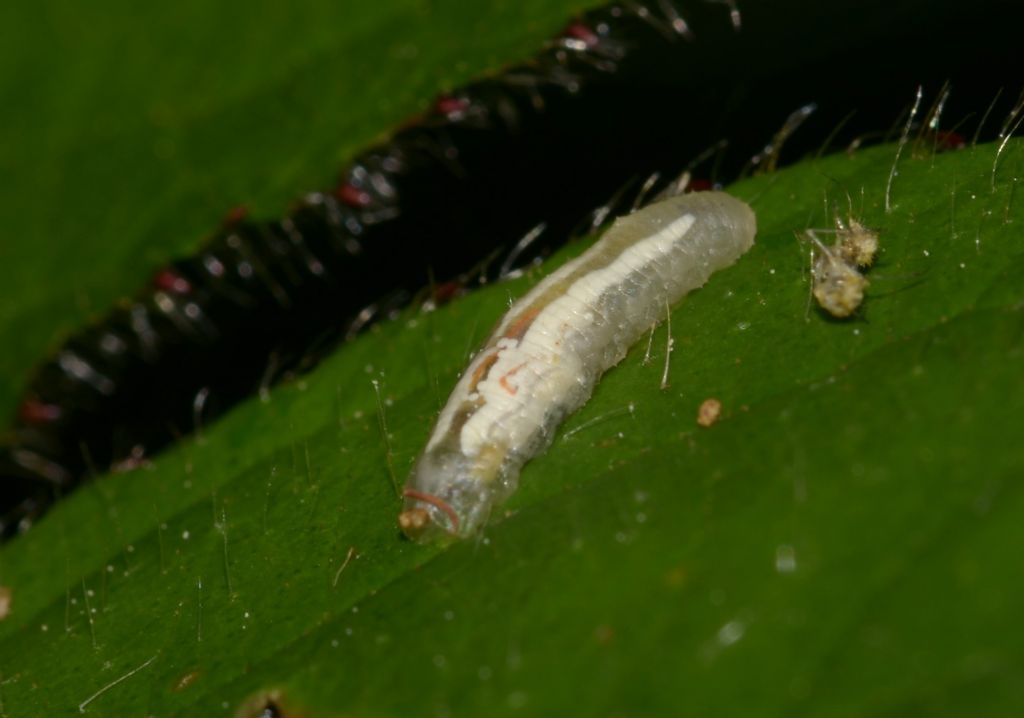 Larva da id.